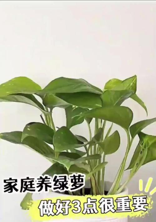 绿萝叶子种植方法是什么？