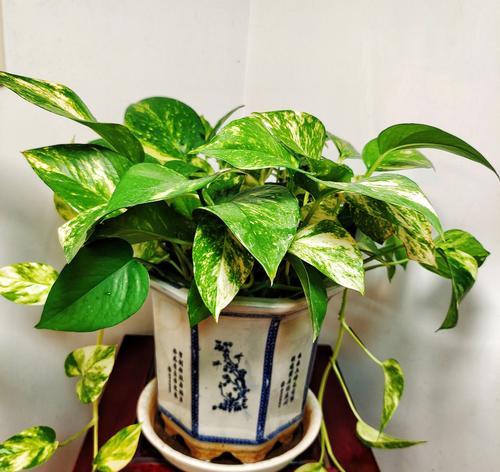 绿萝叶子种植方法是什么？