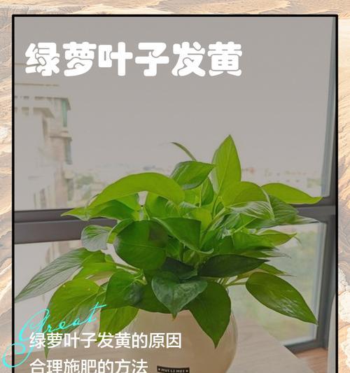 绿萝叶子种植方法是什么？