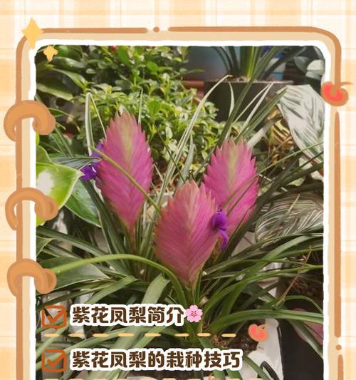 风梨的品种有哪些？不同品种的养护方法是什么？