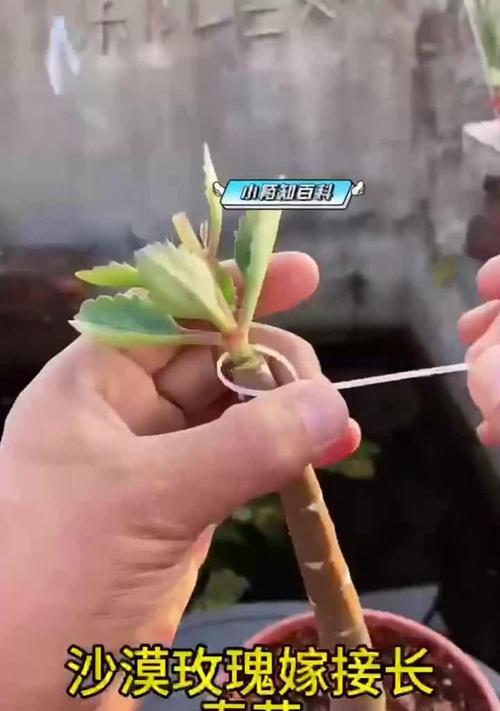 沙漠玫瑰嫁接的方法和注意事项是什么？