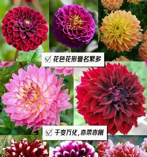 大丽花新品种有哪些特点？如何选择？