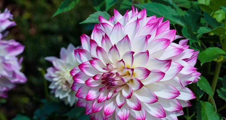 大丽花新品种有哪些特点？如何选择？