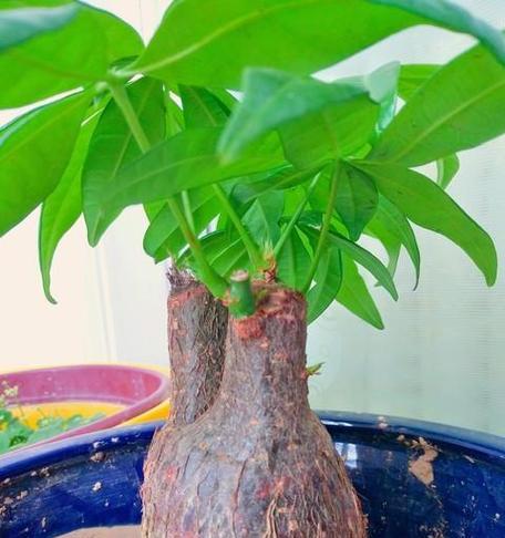 养发财树有什么说法吗？发财树的养殖技巧和风水寓意？