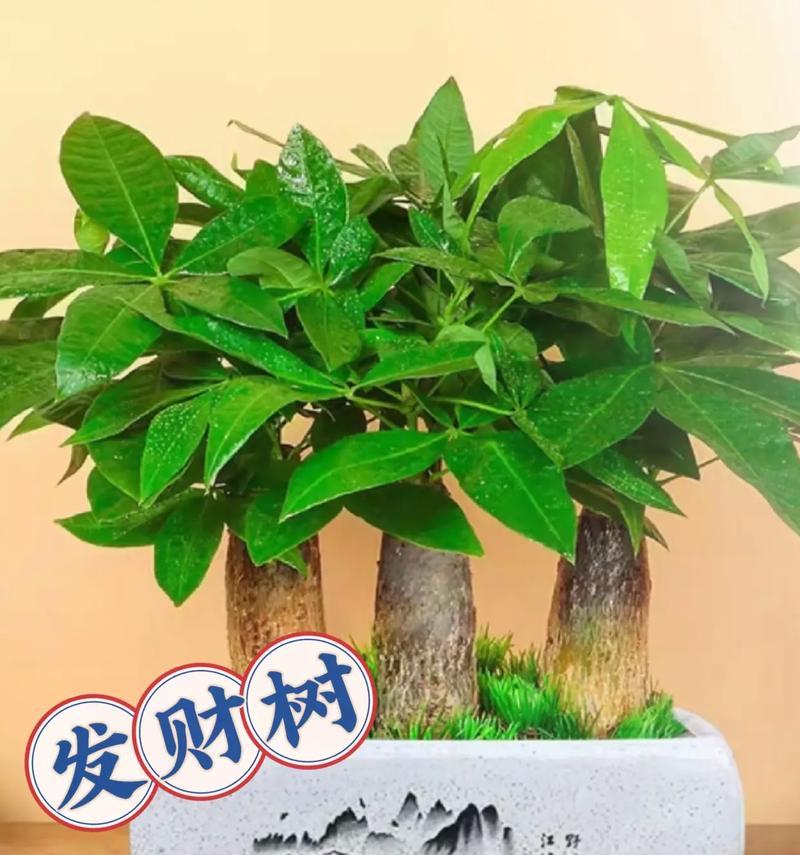 养发财树有什么说法吗？发财树的养殖技巧和风水寓意？