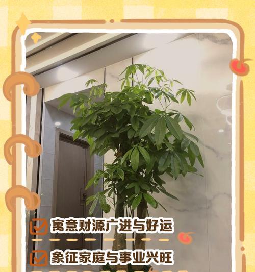 养发财树有什么说法吗？发财树的养殖技巧和风水寓意？