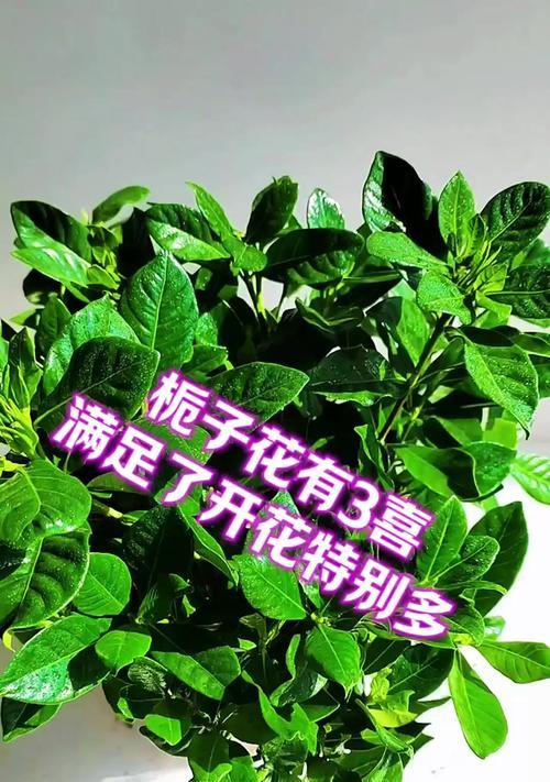 栀子花的开花季节是什么时候？