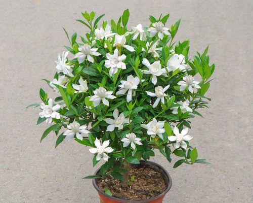 栀子花的开花季节是什么时候？