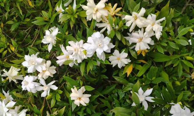 栀子花的开花季节是什么时候？