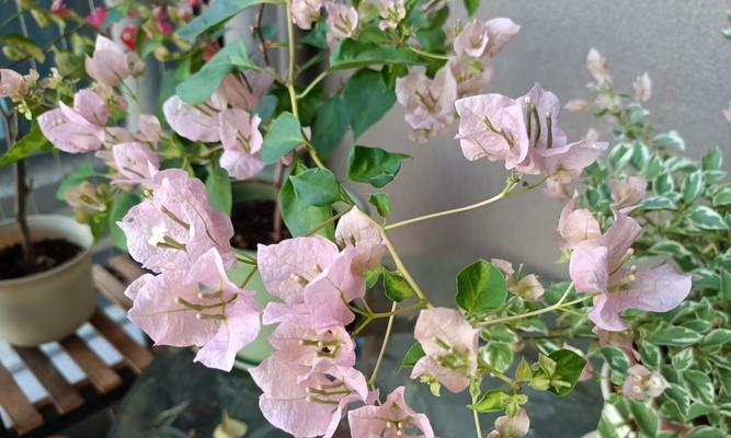 三角梅开花的条件是什么？如何促进开花？