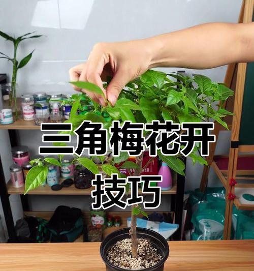 三角梅开花的条件是什么？如何促进开花？