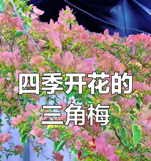 三角梅开花的条件是什么？如何促进开花？