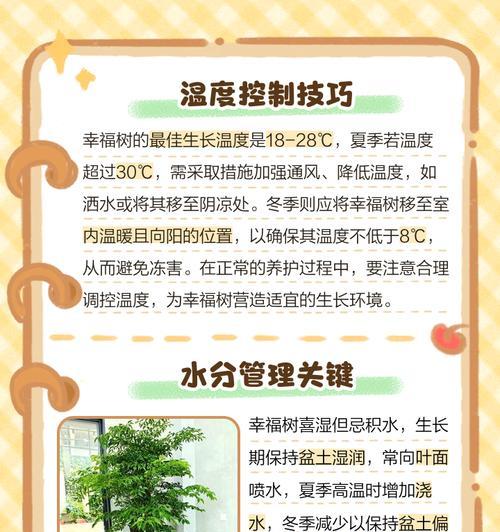 幸福树的养殖方法是什么？如何保持其健康生长？
