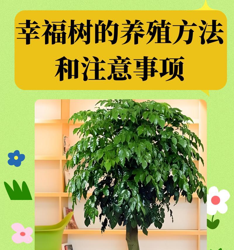 幸福树的养殖方法是什么？如何保持其健康生长？