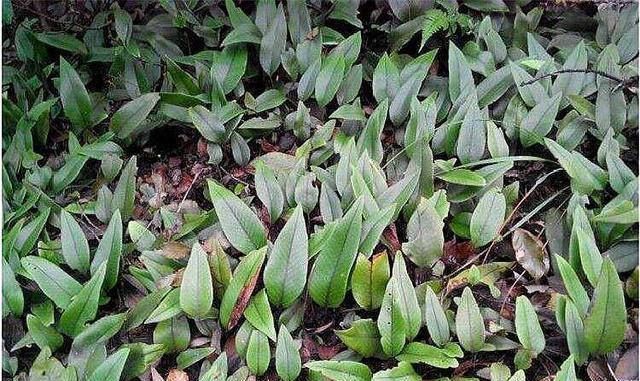 刺冬青适合嫁接到哪种植物上？