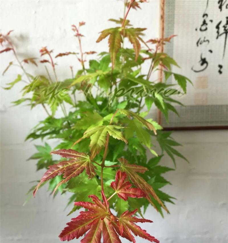 刺冬青适合嫁接到哪种植物上？