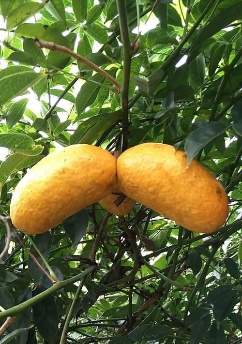 刺冬青适合嫁接到哪种植物上？