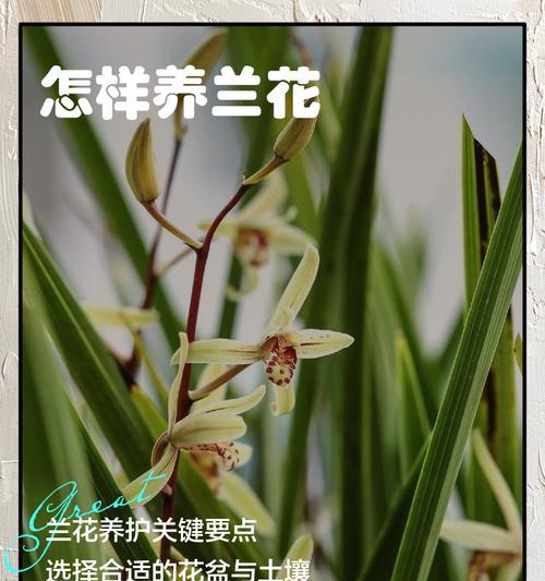兰花用什么土栽培？兰花的栽培土壤选择和养护要点是什么？