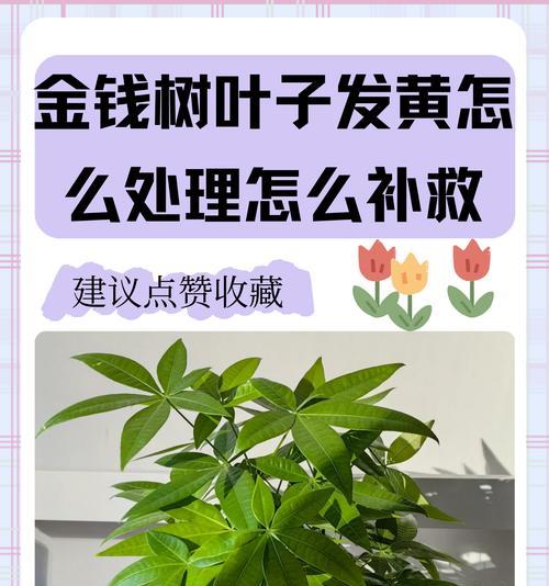 发财树叶子发黄怎么办？如何进行正确处理？