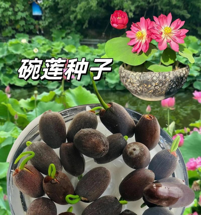 碗莲花的养殖方法和常见问题解答？
