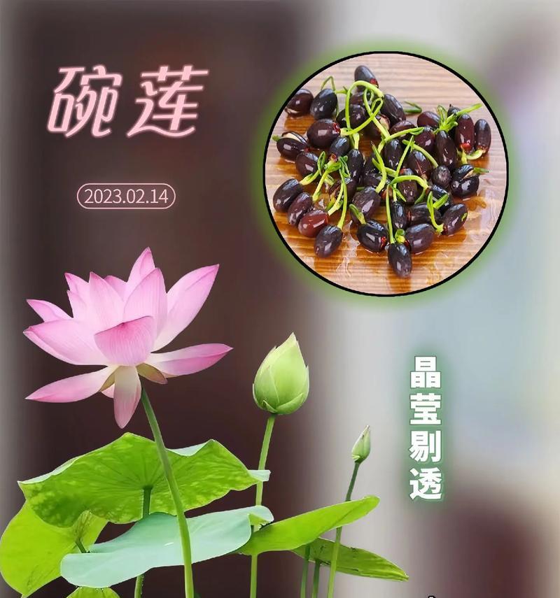 碗莲花的养殖方法和常见问题解答？