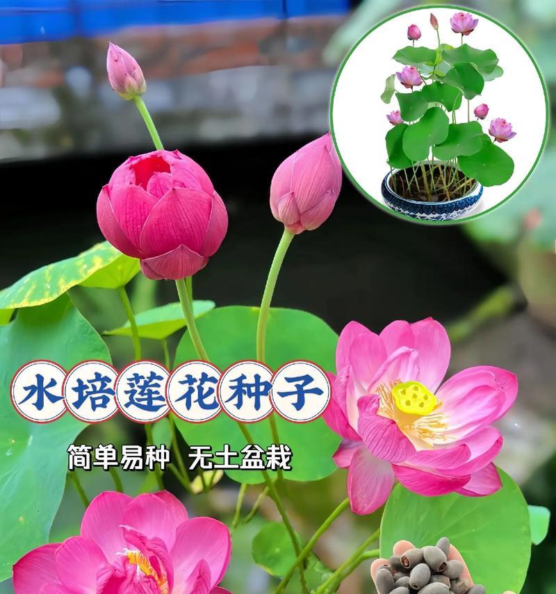 碗莲花的养殖方法和常见问题解答？