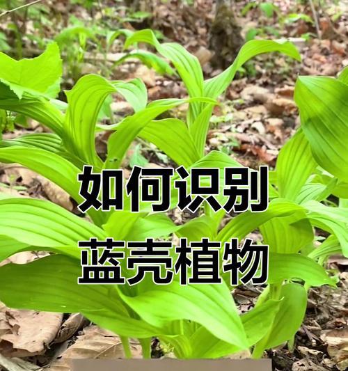 兰花的特征是什么？如何区分不同种类的兰花？