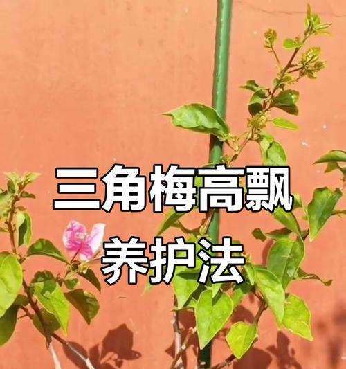 三角梅剪枝的正确方法是什么？如何通过剪枝促进三角梅生长？