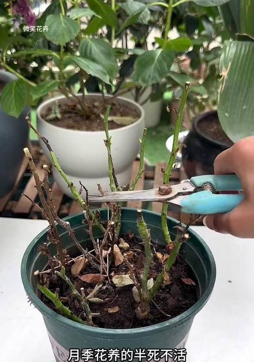 如何确保植物浇透水的技巧和方法是什么？